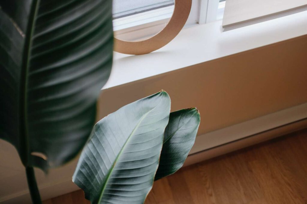 Hathor Beauty – Cohi Official